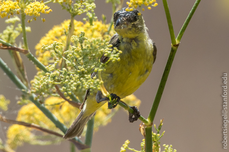 emily renzel wetlands